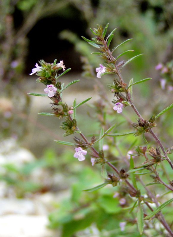 Image of Satureja hortensis specimen.