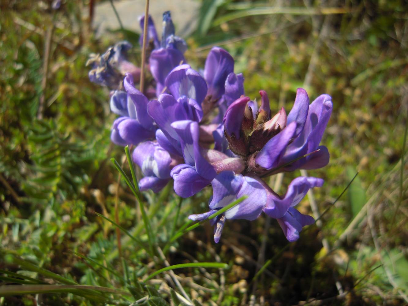 Изображение особи Oxytropis albana.