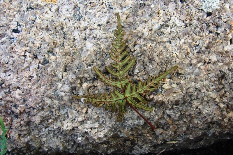 Image of Aleuritopteris argentea var. obscura specimen.