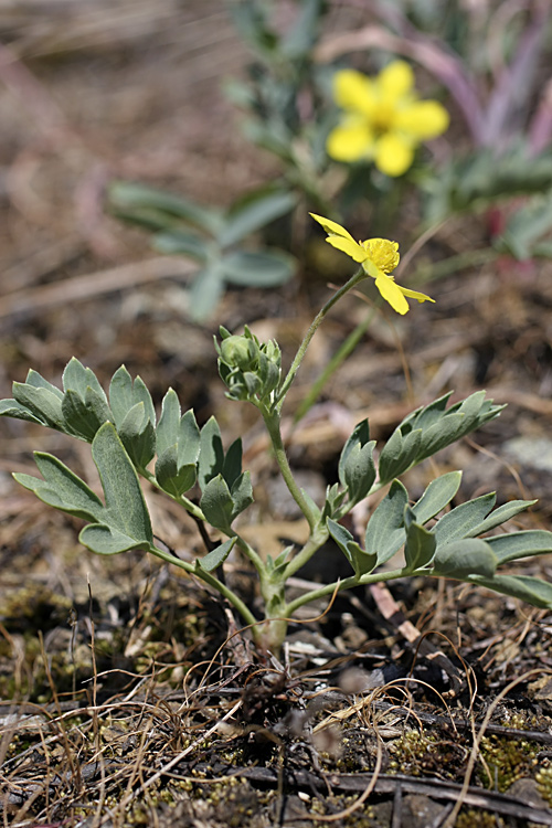 Image of Potentilla orientalis specimen.