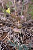 Astragalus xanthomeloides