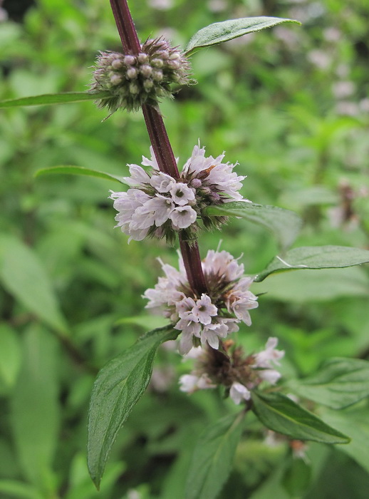 Изображение особи Mentha &times; gracilis.