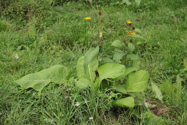 Image of Inula helenium specimen.