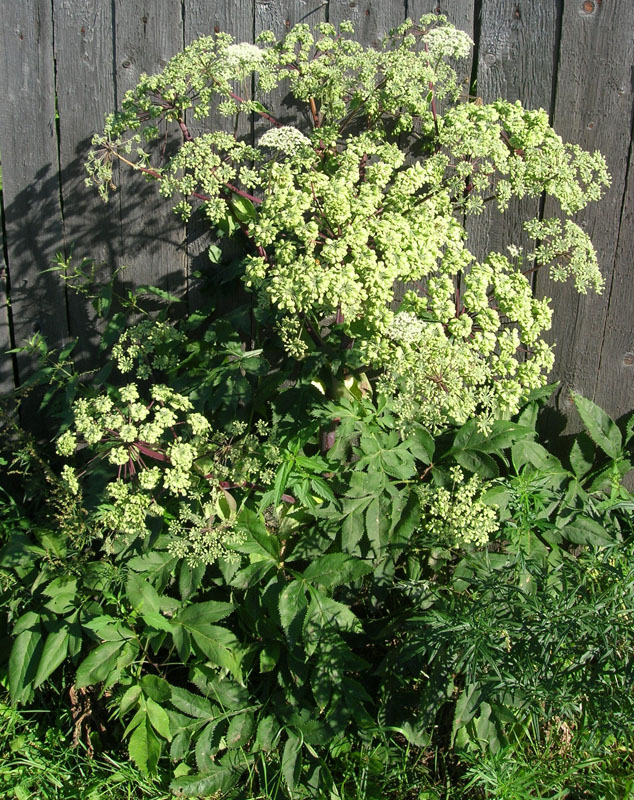 Image of Angelica dahurica specimen.