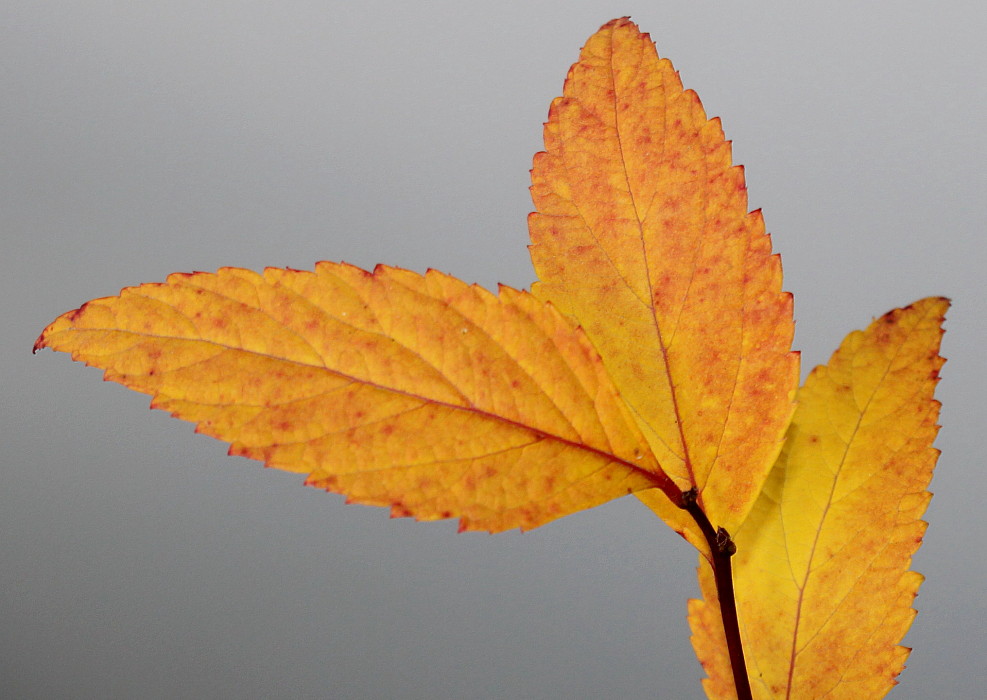 Изображение особи Spiraea japonica.