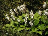 Hosta plantaginea