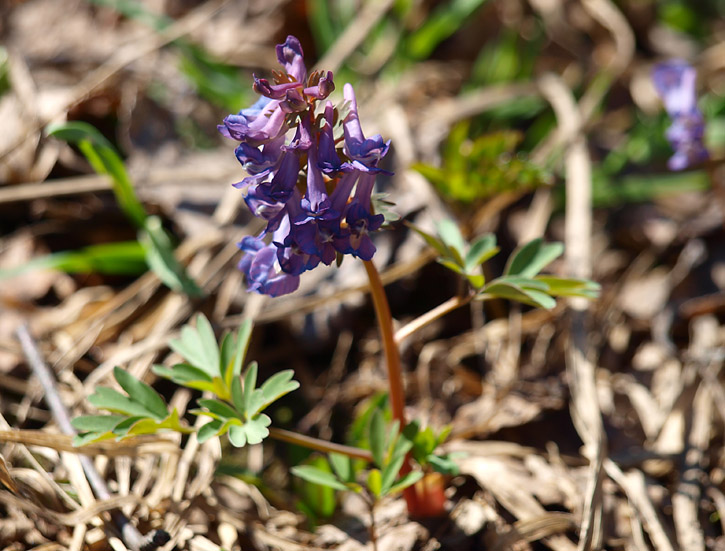 Image of Corydalis solida specimen.