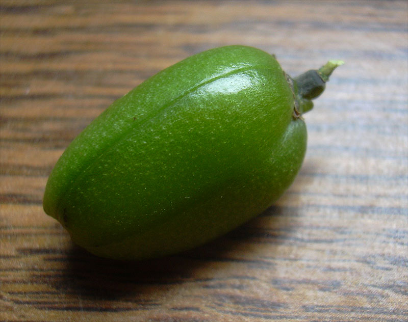 Image of genus Aloe specimen.