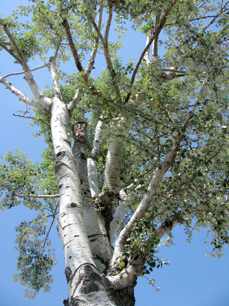 Изображение особи Populus alba.