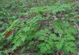 Actaea erythrocarpa