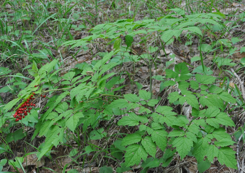 Изображение особи Actaea erythrocarpa.