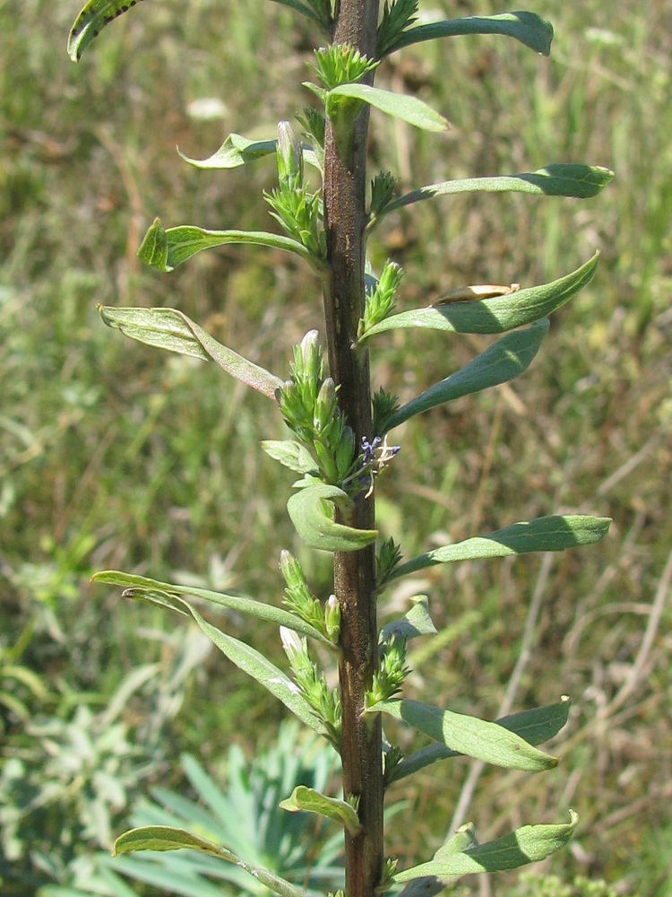 Image of Asyneuma canescens specimen.