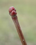 Crataegus macracantha