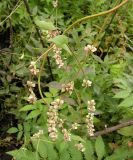 Fallopia convolvulus. Верхушка побега с соплодиями. Хабаровский край, Ванинский р-н, окр. пос. Высокогорный. 23.09.2012.