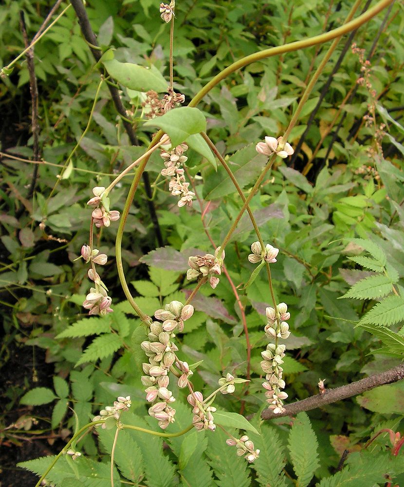 Изображение особи Fallopia convolvulus.