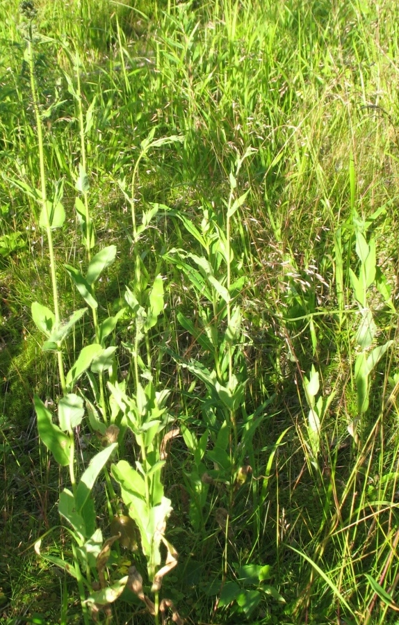 Изображение особи Hieracium duderhofense.