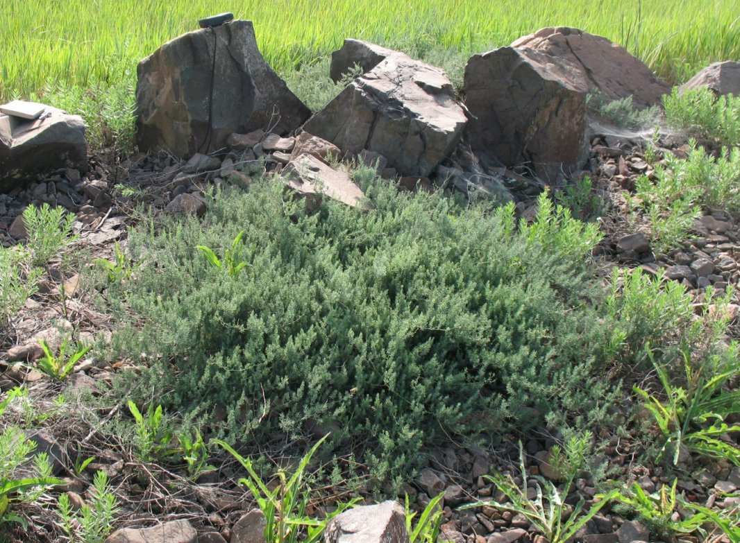 Image of Asparagus brachyphyllus specimen.