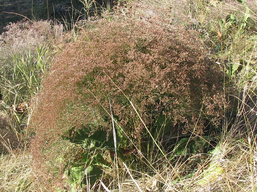 Image of Limonium coriarium specimen.