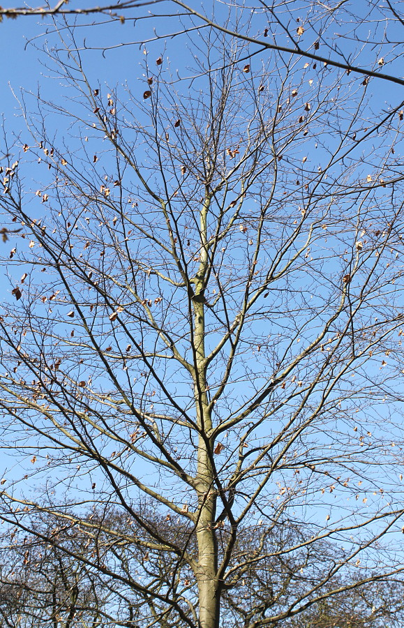 Image of Fagus sylvatica specimen.