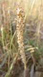 Plantago cylindrica. Соплодие. Израиль, г. Беэр-Шева, рудеральное местообитание. 19.04.2013.