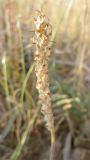 Plantago cylindrica