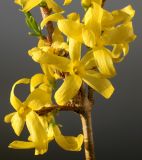 Forsythia × intermedia