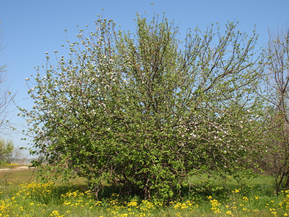 Image of Malus domestica specimen.