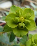 Euphorbia glareosa