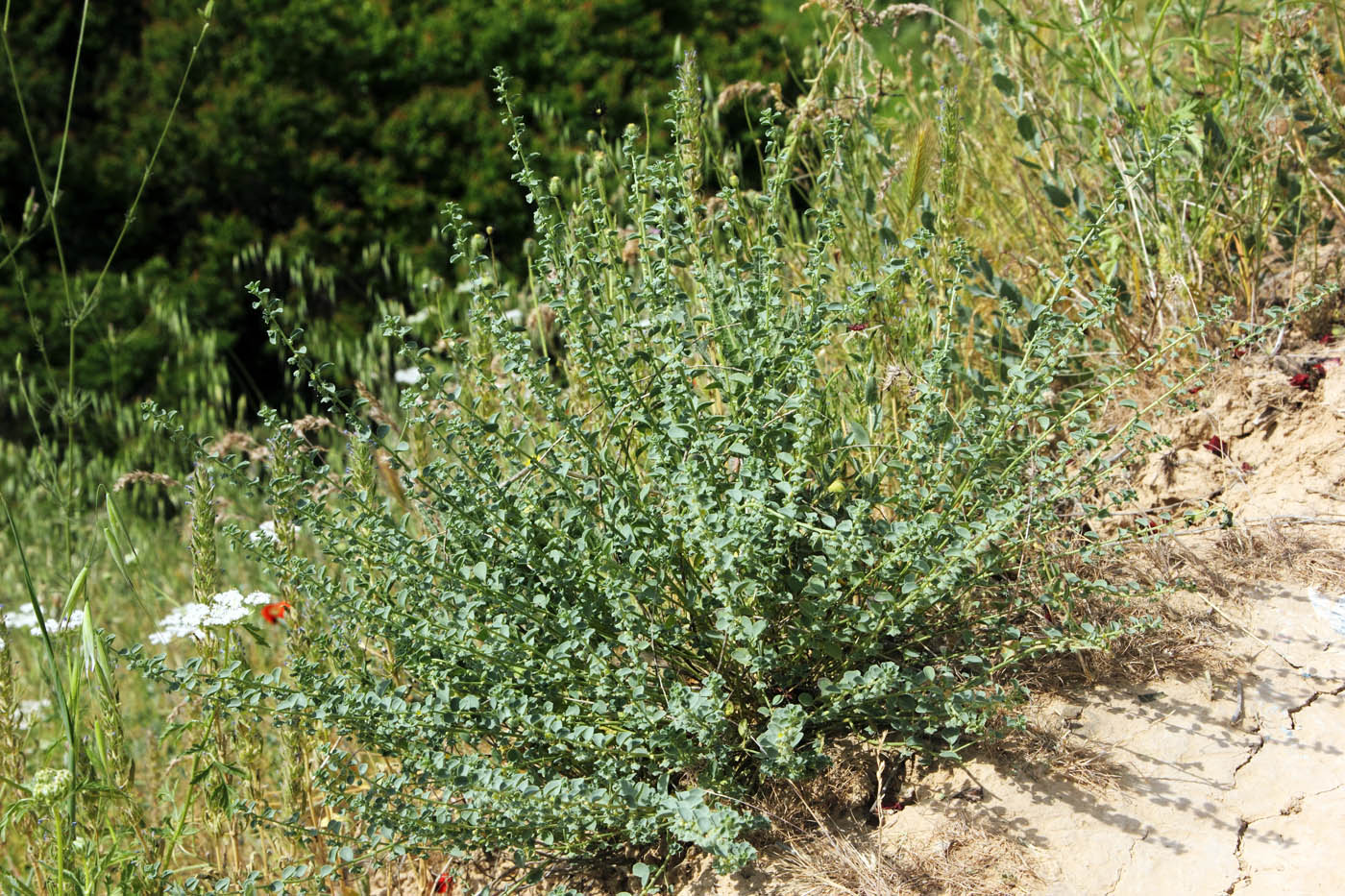 Image of Andrachne rotundifolia specimen.