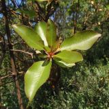 Arbutus andrachne. Верхушка ветки. Южный берег Крыма, мыс Никитин. 22.05.2013.