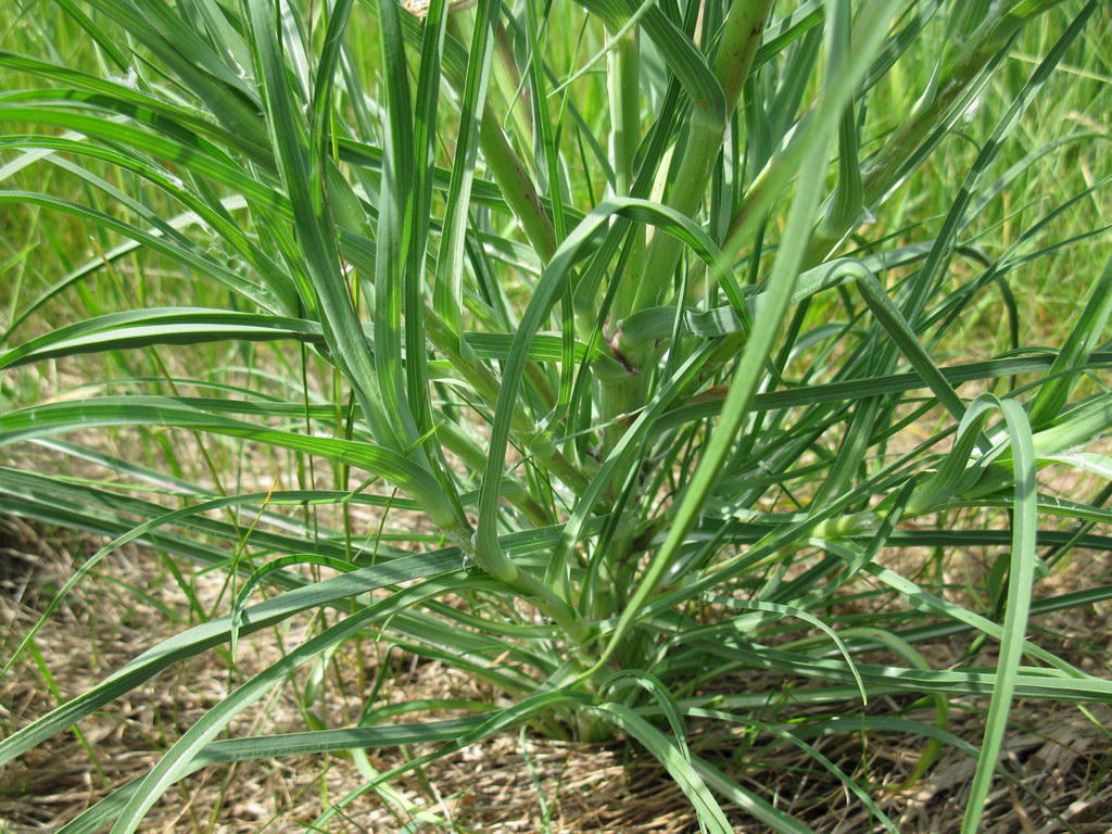 Image of Tragopogon dubius ssp. major specimen.