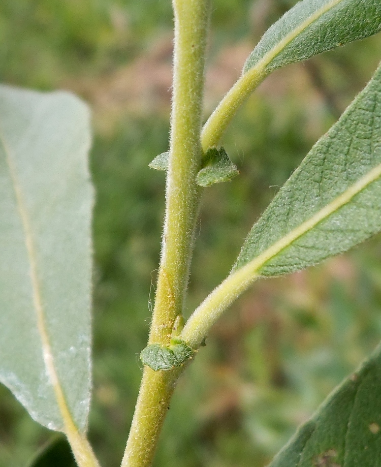 Image of Salix &times; puberula specimen.