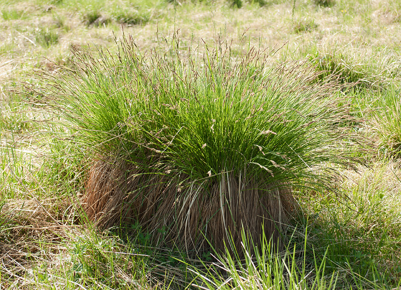 Image of Carex juncella specimen.