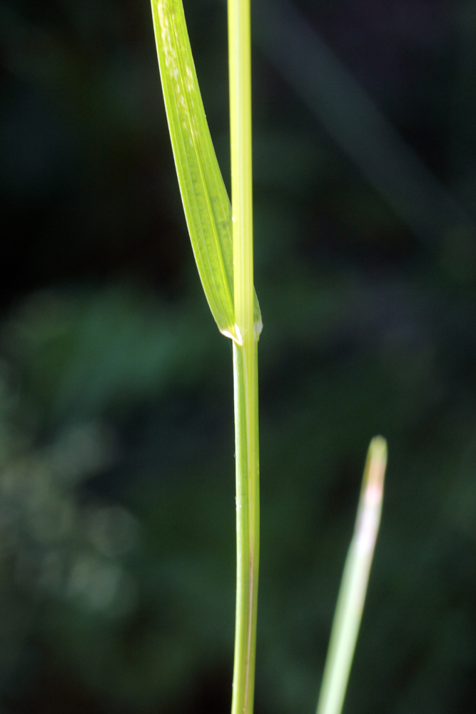 Изображение особи Poa pratensis.