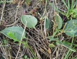 Lepidium cartilagineum