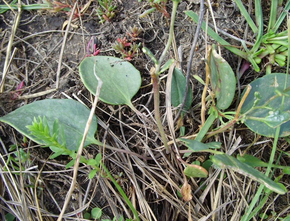 Image of Lepidium cartilagineum specimen.