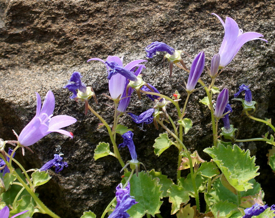 Image of Campanula garganica specimen.