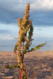 Rumex crispus