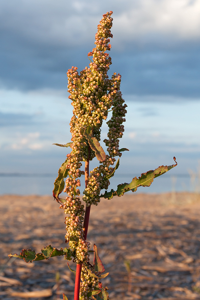 Изображение особи Rumex crispus.