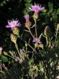 Centaurea biebersteinii