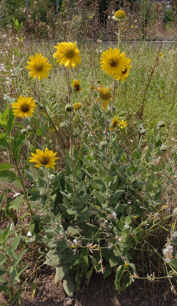 Image of Helianthus mollis specimen.