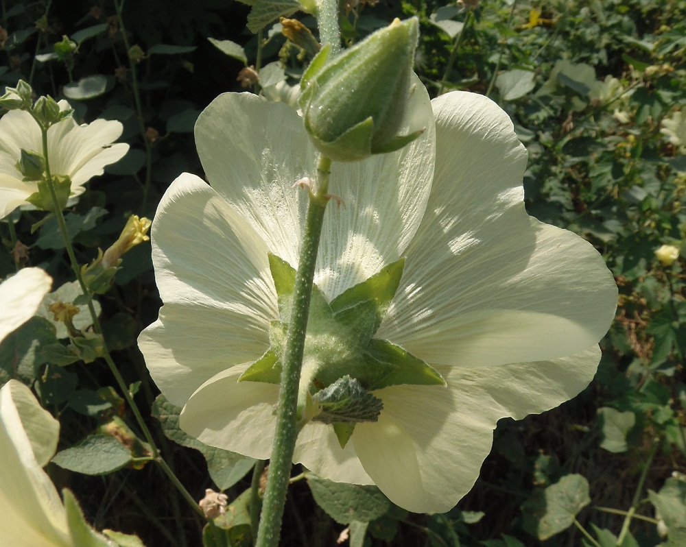 Image of Alcea rugosa specimen.