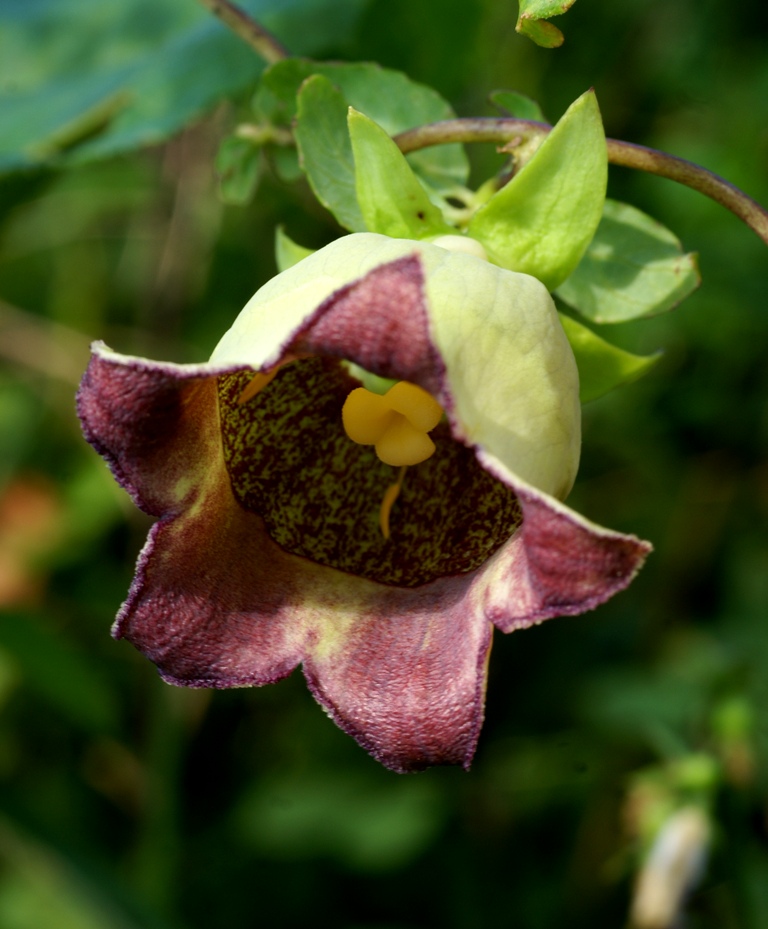 Изображение особи Codonopsis lanceolata.