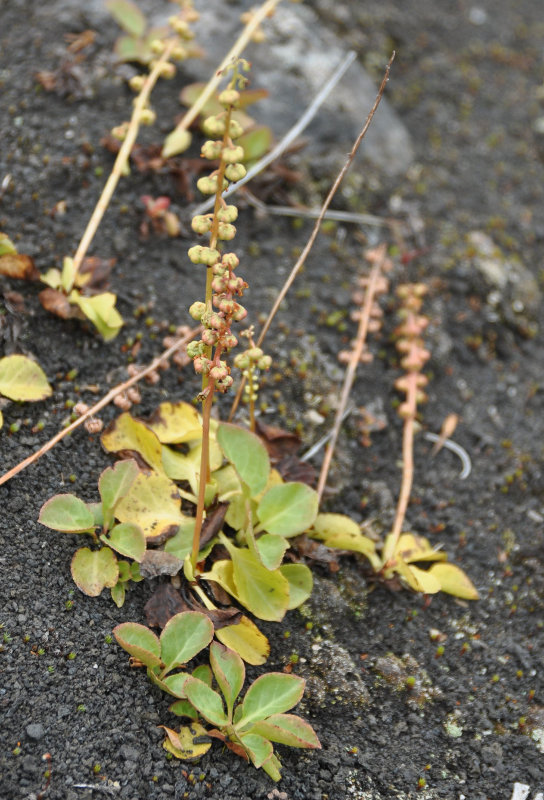 Image of Pyrola minor specimen.