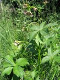 Astrantia major