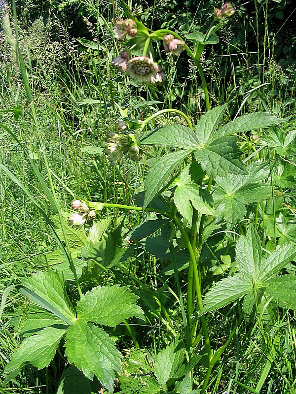 Изображение особи Astrantia major.