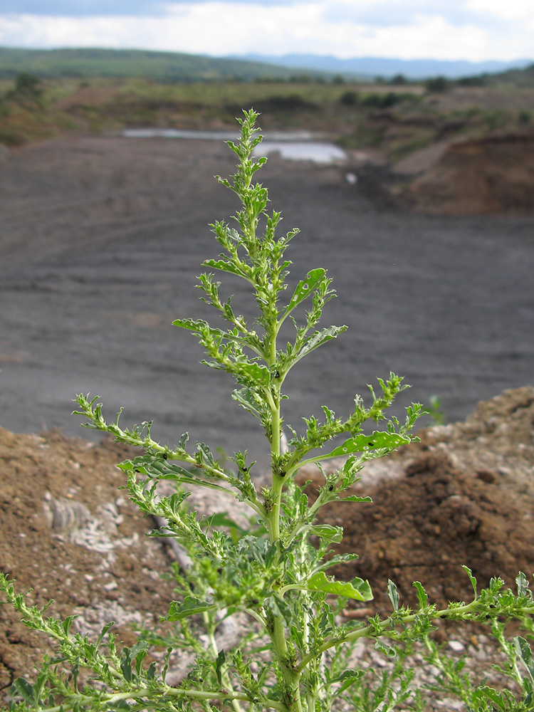 Image of Amaranthus albus specimen.