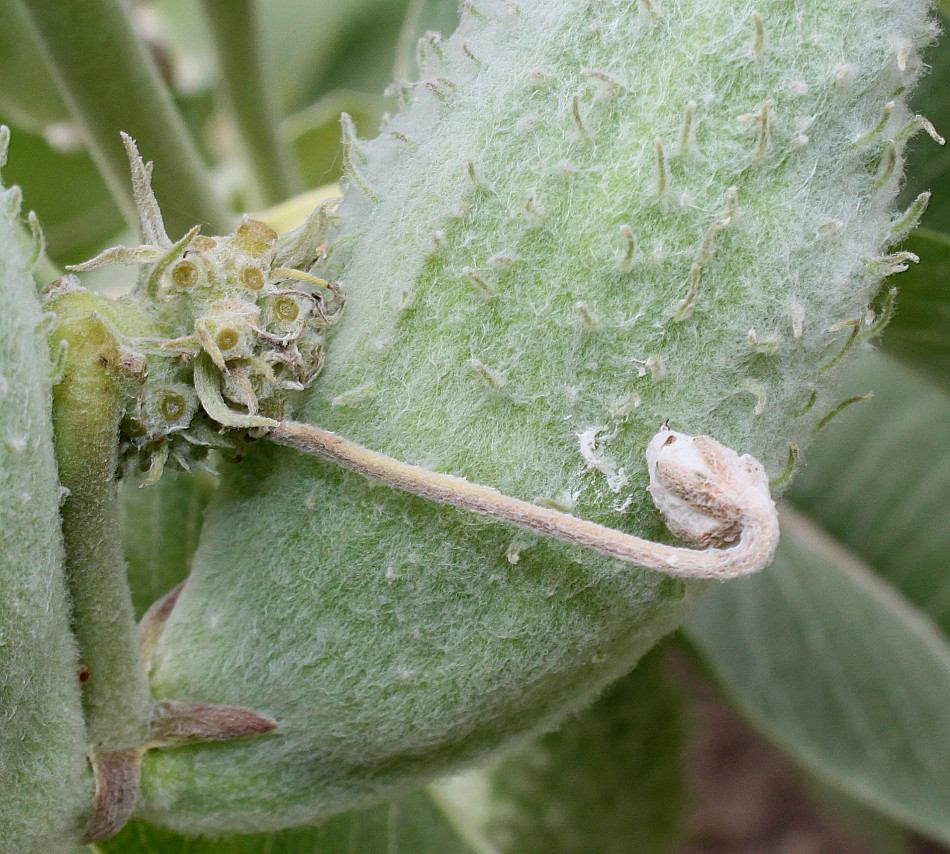 Image of Asclepias speciosa specimen.