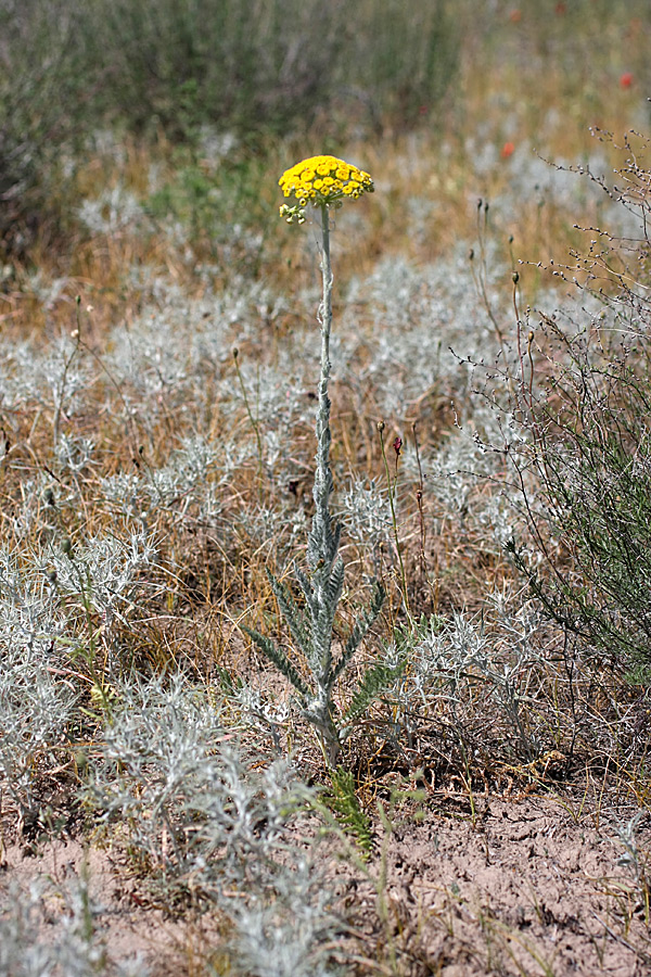 Изображение особи Pseudohandelia umbellifera.