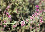 Salsola tragus